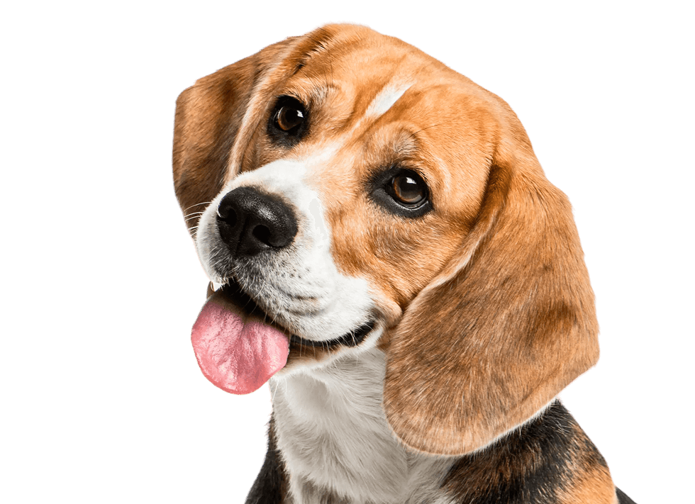 Hund Portrait Seitenansicht