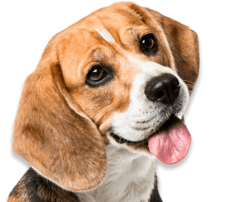 Hund Portrait Seitenansicht