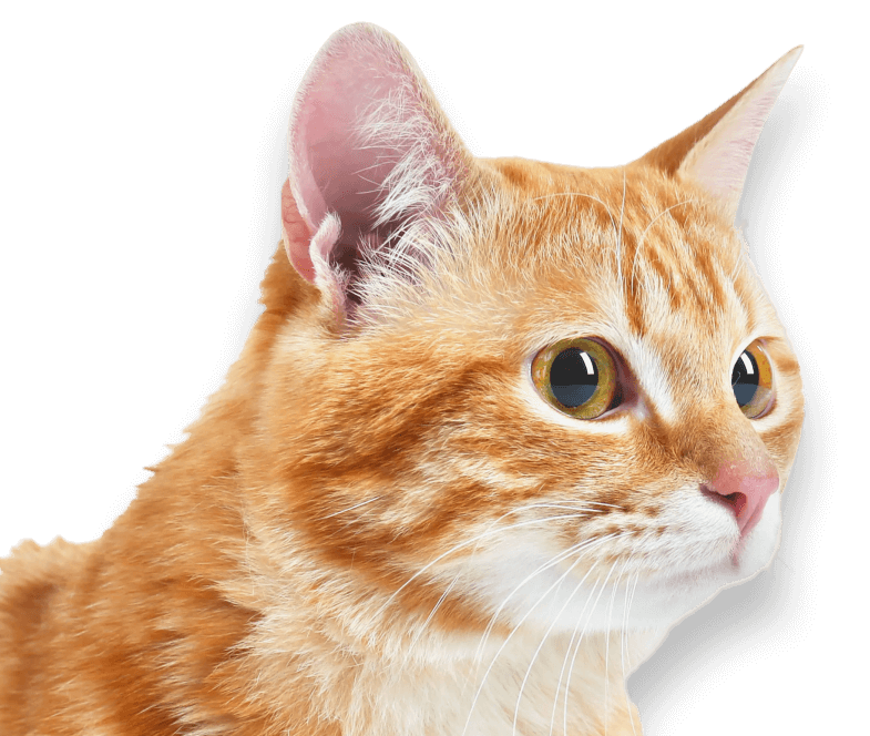 Katze Portrait Seitenansicht