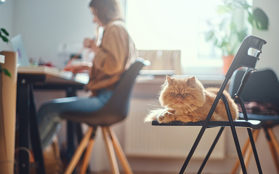 Katze Sitzt Auf Stuhl Zuhause