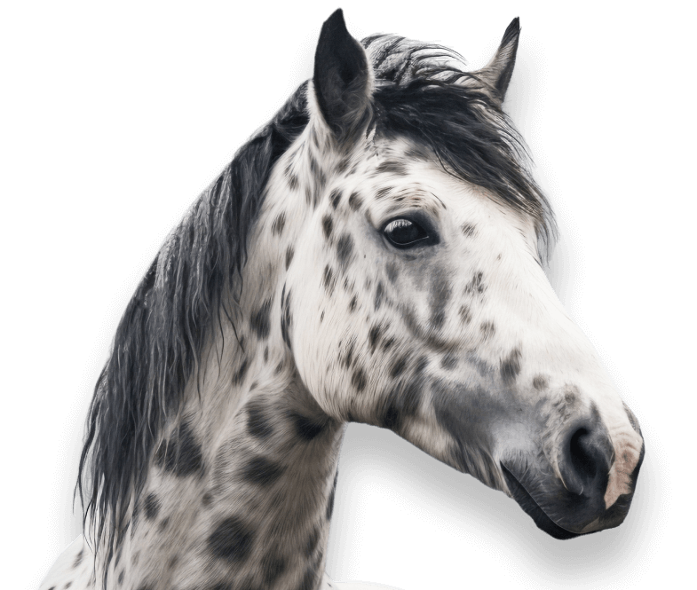 Pferd Portrait Seitenansicht