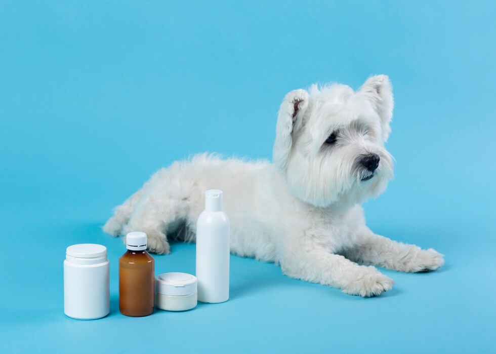 Hund liegt neben Produkten